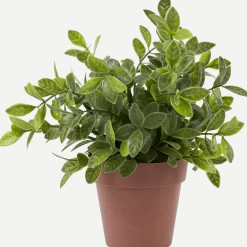 Kruidenplant in pot
