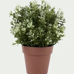 Kruidenplant in pot