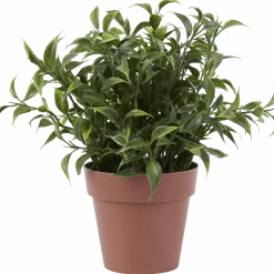 Kruidenplant in pot