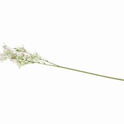 Kunstgipskruid