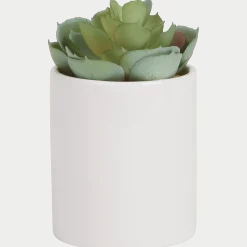 Kunst vetplant in pot